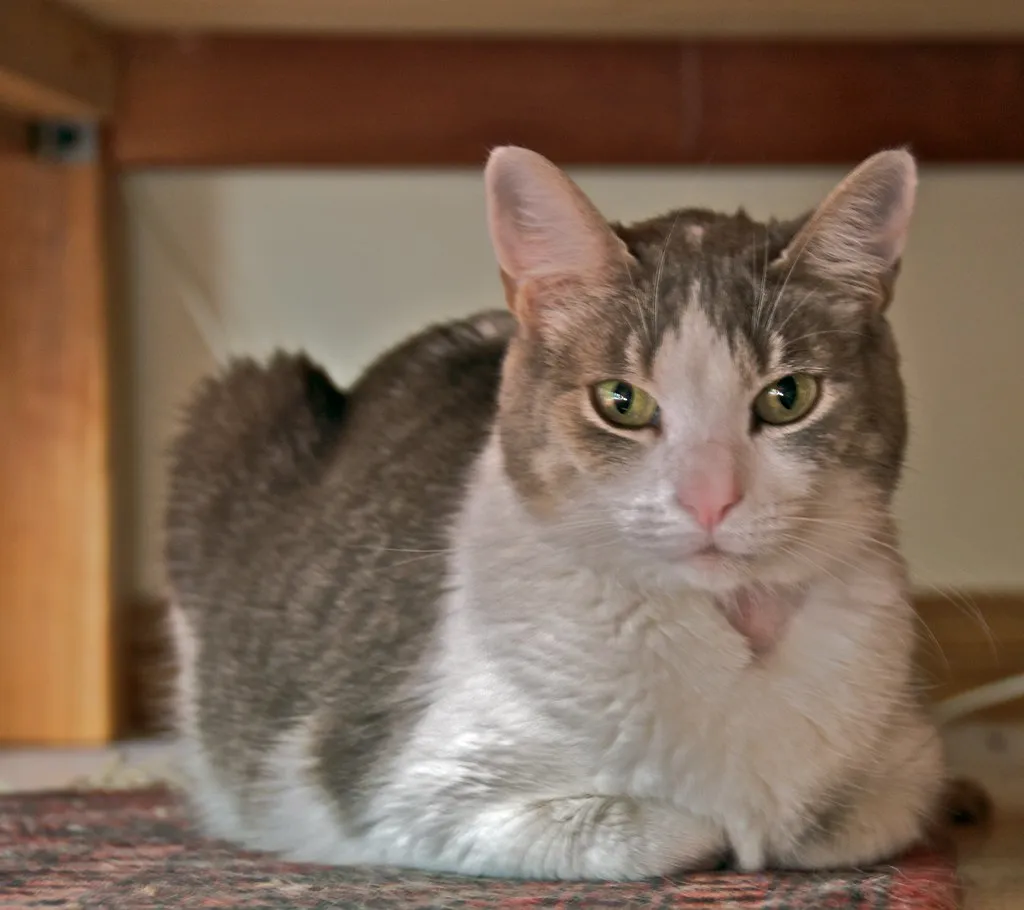 A tabby cat resting quietly under a table, looking at the camera
