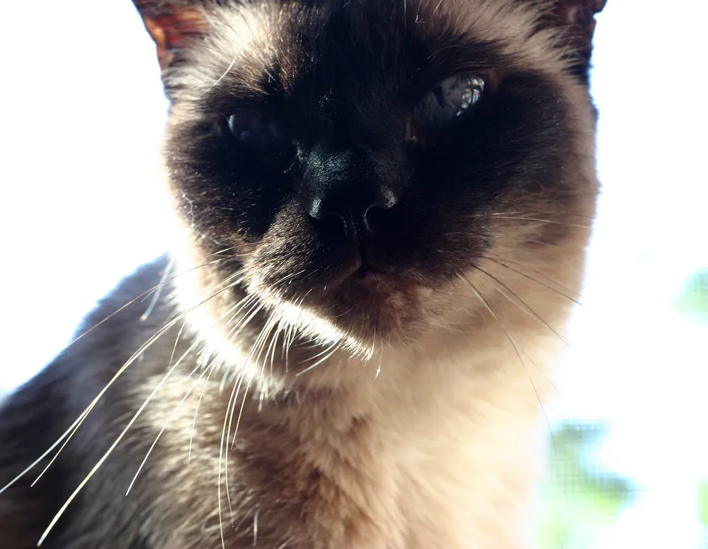 A Siamese cat looking into the camera against a bright window