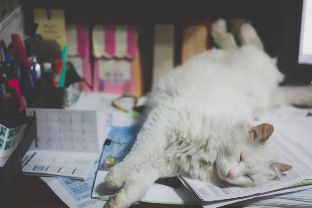 A fluffy white cat asleep on top of paperwork on a busy desk