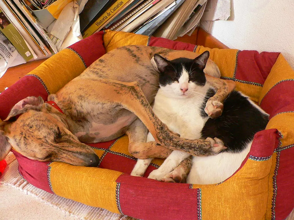 A dog and a black-and-white cat curled up asleep together in a shared pet bed