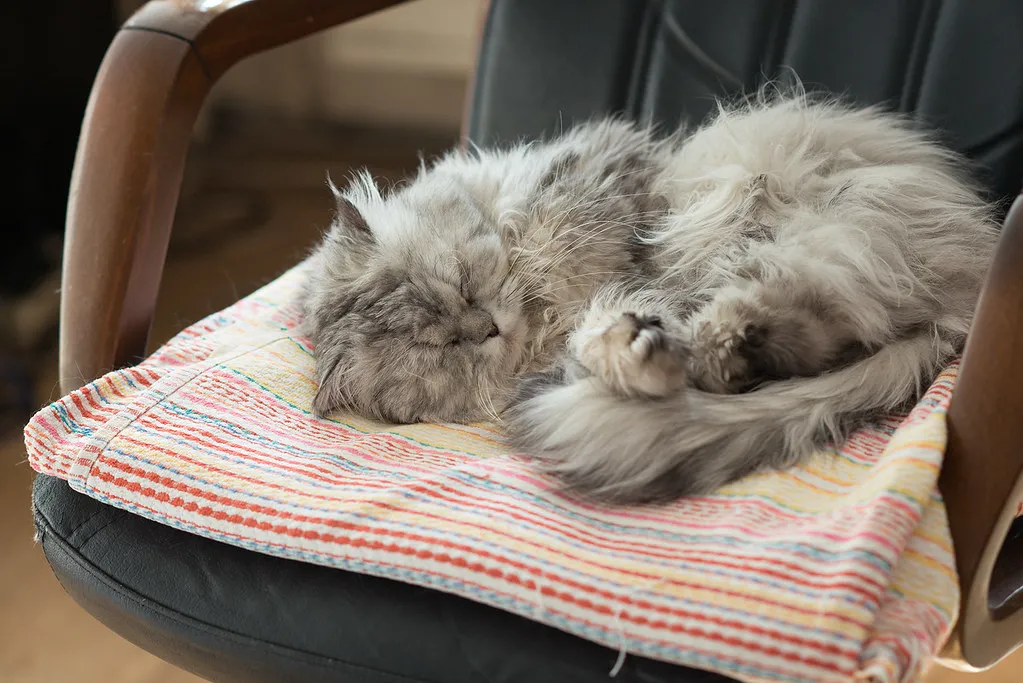 A cat curled up asleep, tightly tucked into a ball