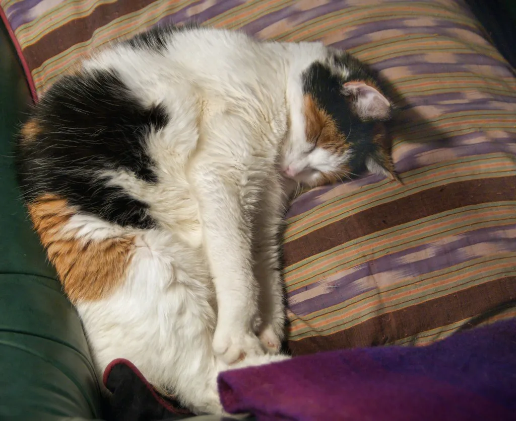 A calico cat asleep on a striped cushion