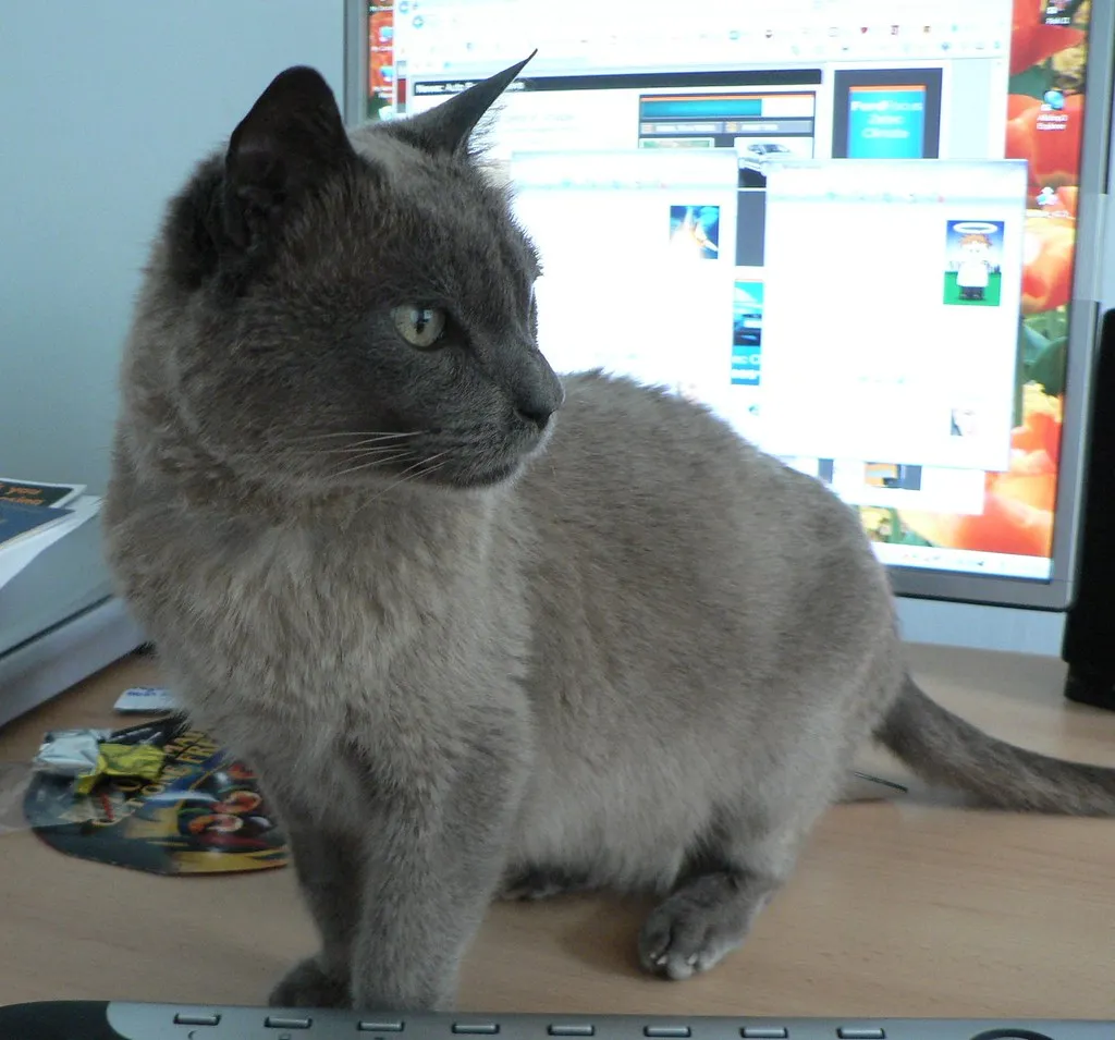 A grey cat sitting on a desk in front of a computer monitor