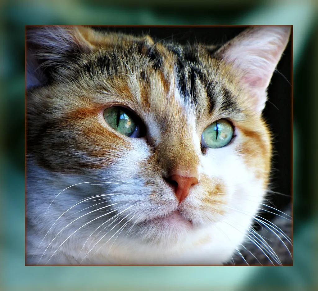 Close-up of a calico cat with green eyes looking up