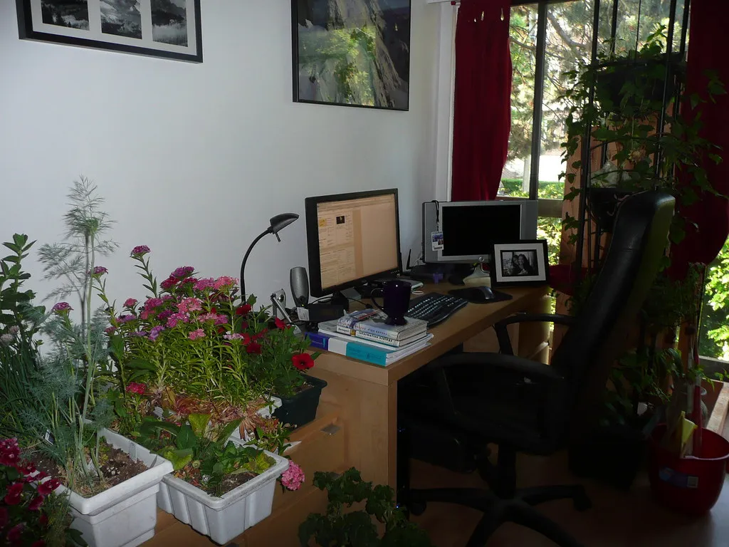 A home desk with two monitors by a window, surrounded by flowering plants